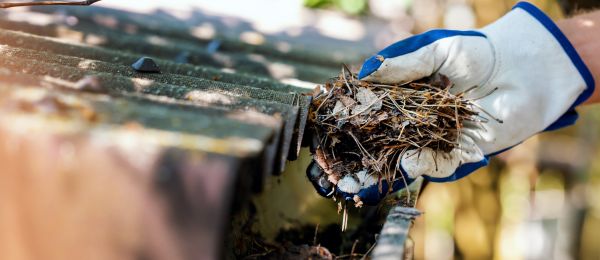 Pine Needle Gutter Cleaning in Gilbert